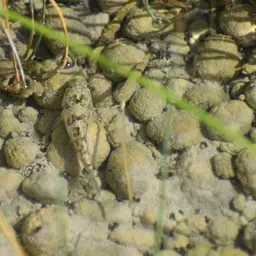 Bighead Pupfish, photo 12