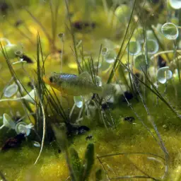 Sheepshead Pupfish