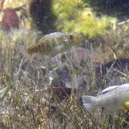 Sheepshead Pupfish, photo 2