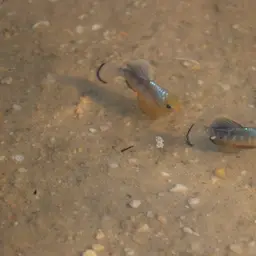 Sheepshead Pupfish, photo 3