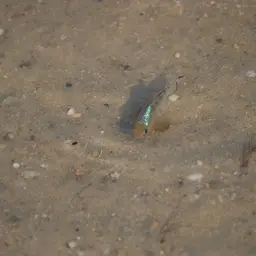 Sheepshead Pupfish, photo 5