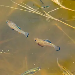 Sheepshead Pupfish, photo 6