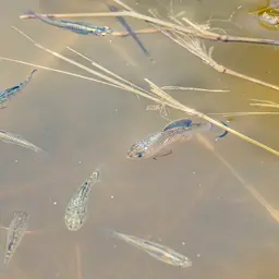 Sheepshead Pupfish, photo 8