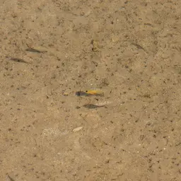 Sheepshead Pupfish, photo 9