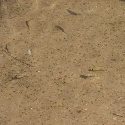 Sheepshead Pupfish, photo 10