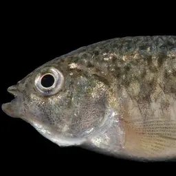 Sheepshead Pupfish, photo 11