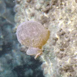 Sheepshead Pupfish, photo 12