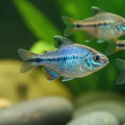 Charco Palma Pupfish