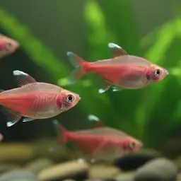 Crystal Red Tetra, photo 1