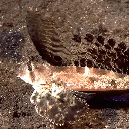 Fingered Dragonet