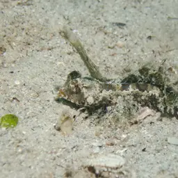 Fingered Dragonet, photo 2