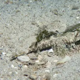 Fingered Dragonet, photo 3
