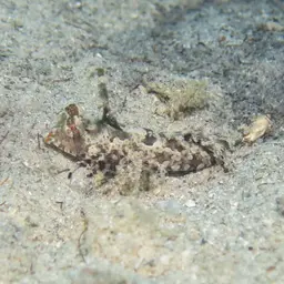 Fingered Dragonet, photo 4