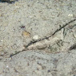 Fingered Dragonet, photo 5