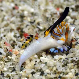 Fingered Dragonet, photo 6