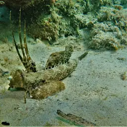 Fingered Dragonet, photo 7