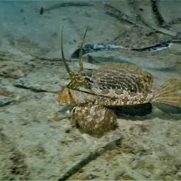 Fingered Dragonet, photo 8