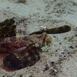 Fingered Dragonet, photo 9