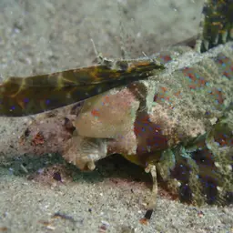 Fingered Dragonet, photo 10
