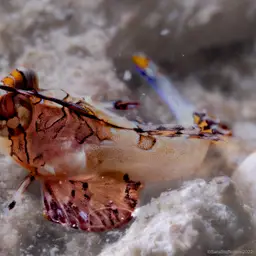 Fingered Dragonet, photo 12