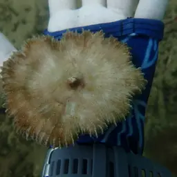 Mushroom Coral, photo 2