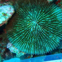 Mushroom Coral, photo 3
