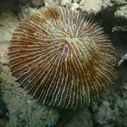 Mushroom Coral, photo 4