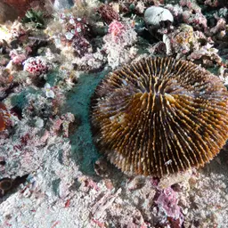 Mushroom Coral, photo 1