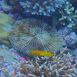 Mushroom Coral, photo 5
