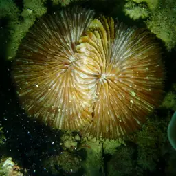 Mushroom Coral, photo 6