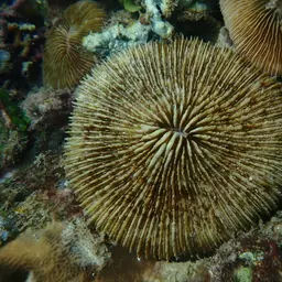 Mushroom Coral, photo 7