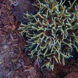 Mushroom Coral, photo 8