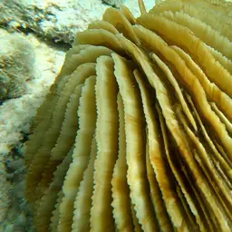 Mushroom Coral, photo 9