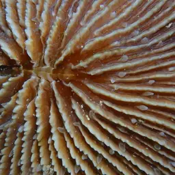 Mushroom Coral, photo 10