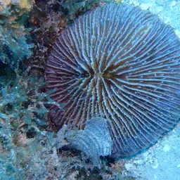 Mushroom Coral, photo 11
