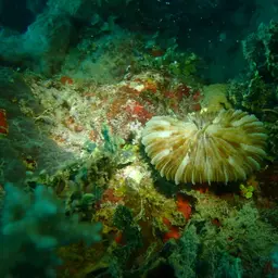 Mushroom Coral, photo 12