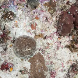 Mushroom Coral, photo 1