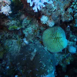 Mushroom Coral, photo 2