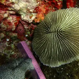 Mushroom Coral, photo 3