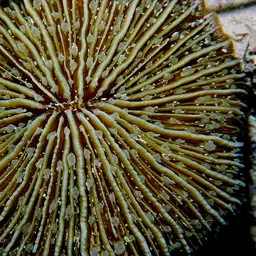 Mushroom Coral, photo 4