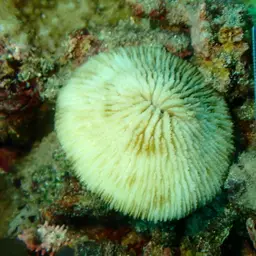 Mushroom Coral, photo 5
