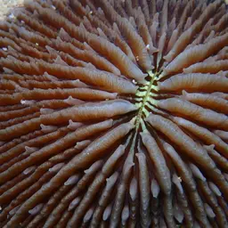 Mushroom Coral, photo 6