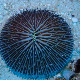 Mushroom Coral, photo 7