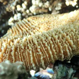 Mushroom Coral, photo 8