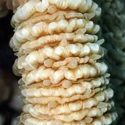 Mushroom Coral, photo 9