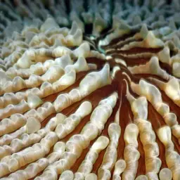 Mushroom Coral, photo 10