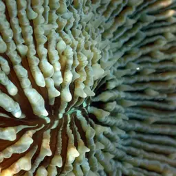 Mushroom Coral, photo 11
