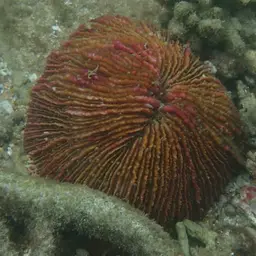 Mushroom Coral, photo 12