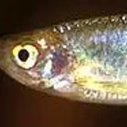 Pearl Danio