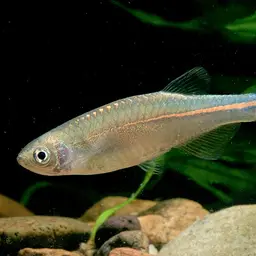 Pearl Danio, photo 2